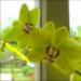 yellow phalaenopsis